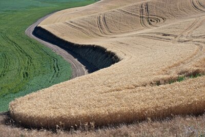 Neal Rantoul, Near Pullman, WA